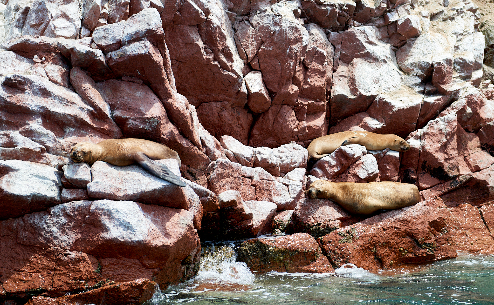 20200304 175 [페루] 바예스타섬